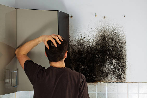 Best Basement Mold Remediation in Peach Lake, NY